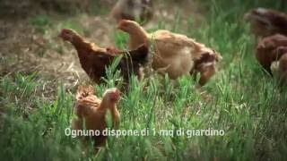 Amadori, benessere animale e Pollo Campese