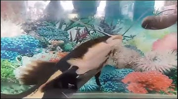 Cá Hồng Vỹ sẽ như thế nào?