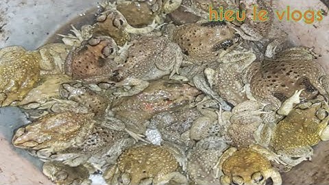 Cóc Nướng Mọi bên bờ sông quê- hieule vlogs.