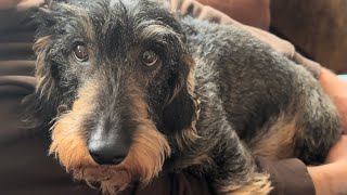 Cute dachshund makes a speedy recovery #TeddyTheDachshund