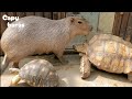 カピバラさんに熱烈接近してくる大小のカメさん★Tortoises Love Capybaras/神戸どうぶつ王国