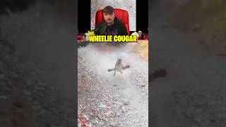 Wheelie cougar 🙀 #animal #animalvideos #naturelovers #reactionvideo #funnyvideos #scarymoments