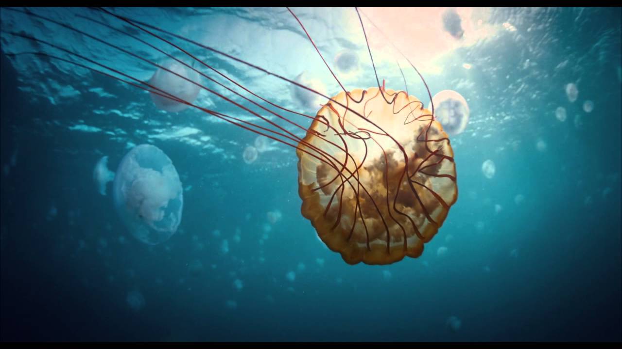 The Tree of Life - Origin of Life