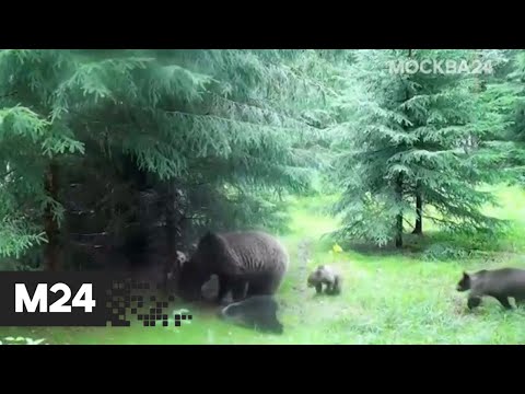 Мать-героиня! Многодетное семейство косолапых попало фотоловушку - Москва 24