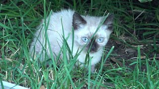 I found Siamese kitten but he is very feral