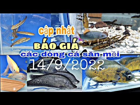 Video Cập nhật và báo giá các dòng cá săn mồi. @Cá kiểng. Vn - youtube