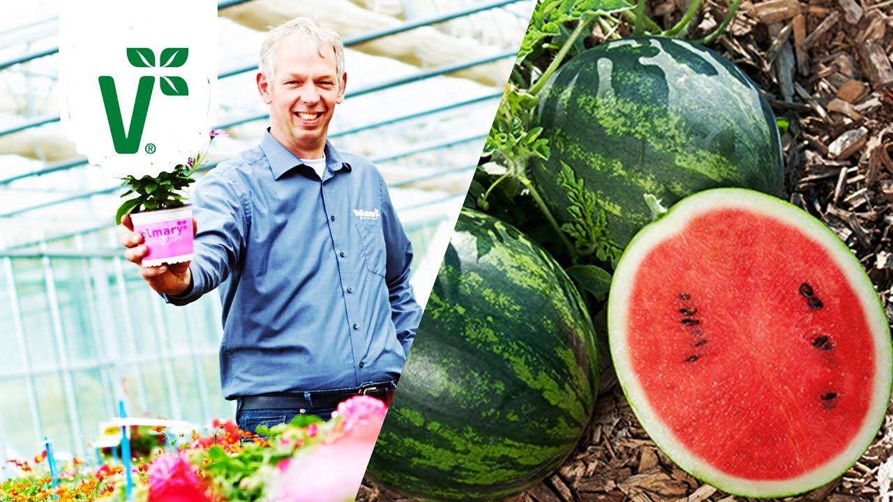 Mini-Wassermelonen pflanzen, pflegen und ernten