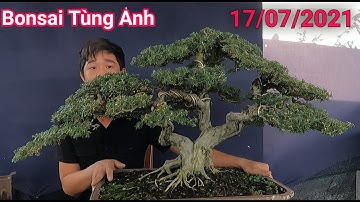 Bonssai Vip già thành phẩm vườn Tùng Anh ở Dĩ An Bình Dương chào bán ngày 17/07/2021