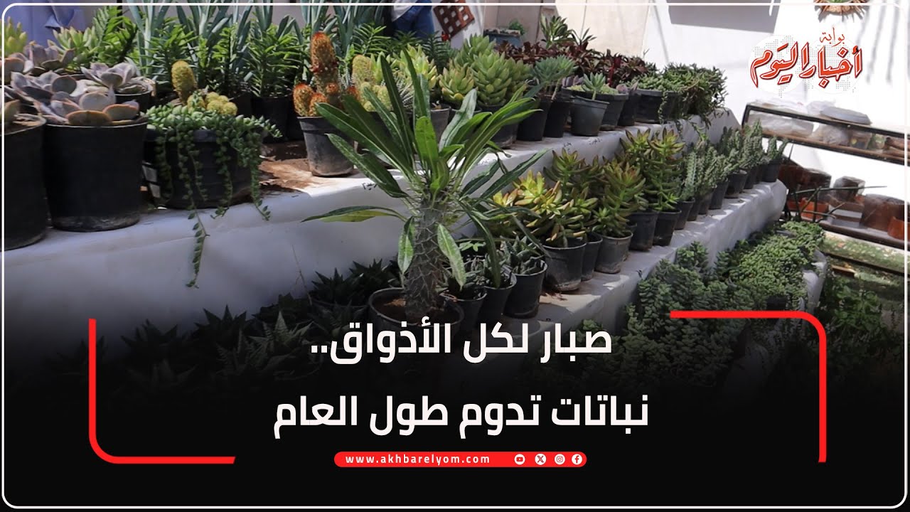 صبار لكل الأذواق.. نباتات تدوم طول العام