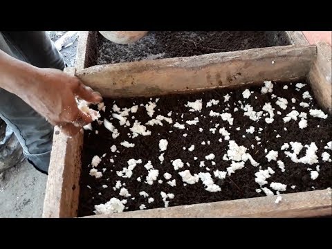 Video: Pemberian Vermikultur - Cara Memberi Makan Cacing Pengompos dengan Benar