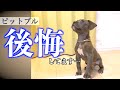 子犬を迎え入れて後悔しているたった１つの理由