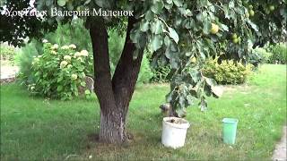 Как обустроить участок в деревне! Опыт из Беловежской пущи! Как обустроить участок в деревне! Опыт из Беловежской пущи!