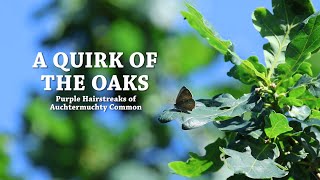 A Quirk of the Oaks - Purple Hairstreaks of Auchtermuchty Common