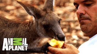 Frank comparte con canguros y emus | Wild Frank: Tras la evolución de las especies | Animal Planet