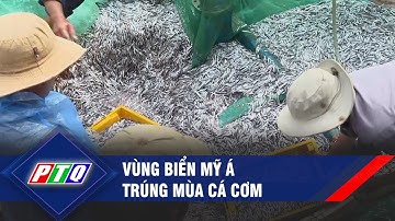 Vùng biển Mỹ Á trúng mùa cá cơm  | PTQ