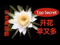 一起种火龙果之二 火龙果施肥基本原则 怎样才能让火龙果早开花多开花 一起种火龙果之二 火龙果施肥基本原则 怎样才能让火龙果早开花多开花