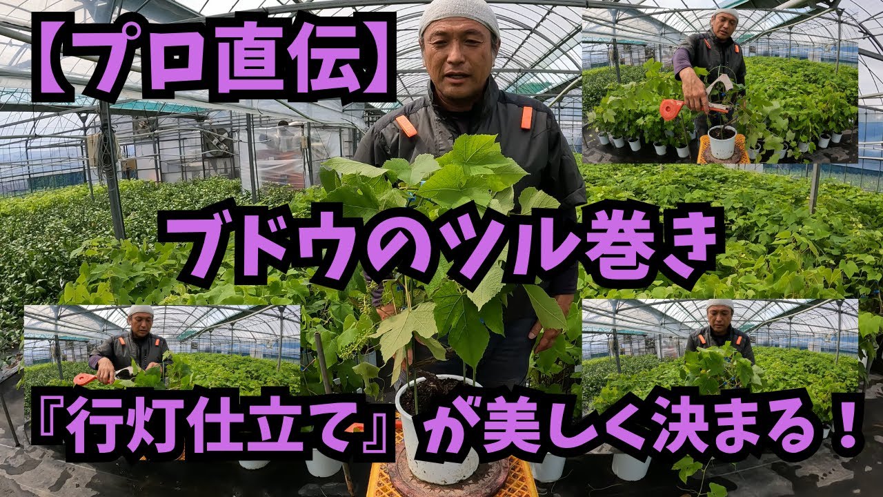 Pro Guide] Perfect Your Grapevine 