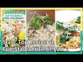 Stars' Top Recipe at Fun-Staurant EP.61 Part 2 | KBS WORLD TV 210119