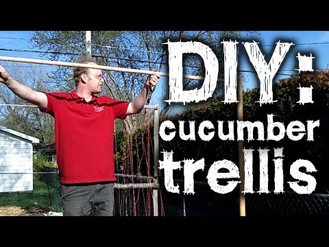 DIY Cucumber Trellis - Straight to the Point 