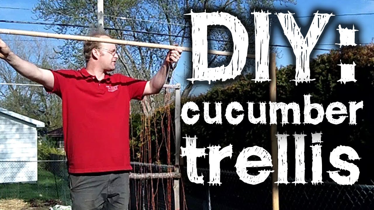 12 DIY Cucumber Trellis & Support Ideas