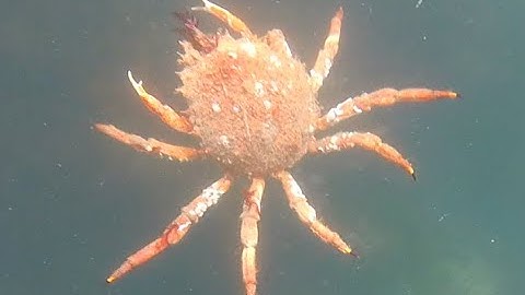 Spider Crab