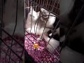  مساج قطط رومنسي  