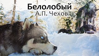 Белолобый. Антон Чехов (рассказ ) / аудиокнига