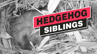 Hedgehog siblings sleep together - Oct. 2022