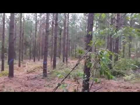 Making a Weak Pine Plantation Strong