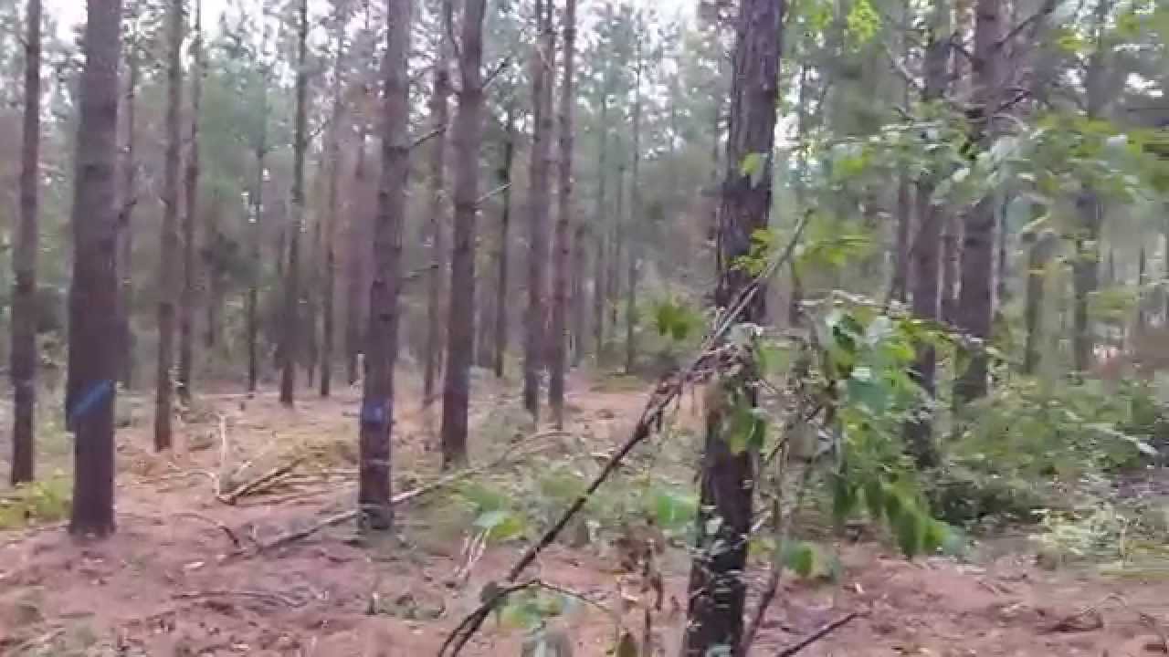 Making a Weak Pine Plantation Strong