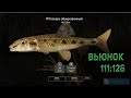 Русская Рыбалка 4  Река Вьюнок трофейный пескарь  РР4 Река Вьюнок трофейный пескарь
