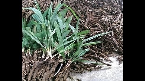 Công dụng sâm tiên mao - Cách ngâm rượu sâm cau đen