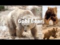 Gobi Bear