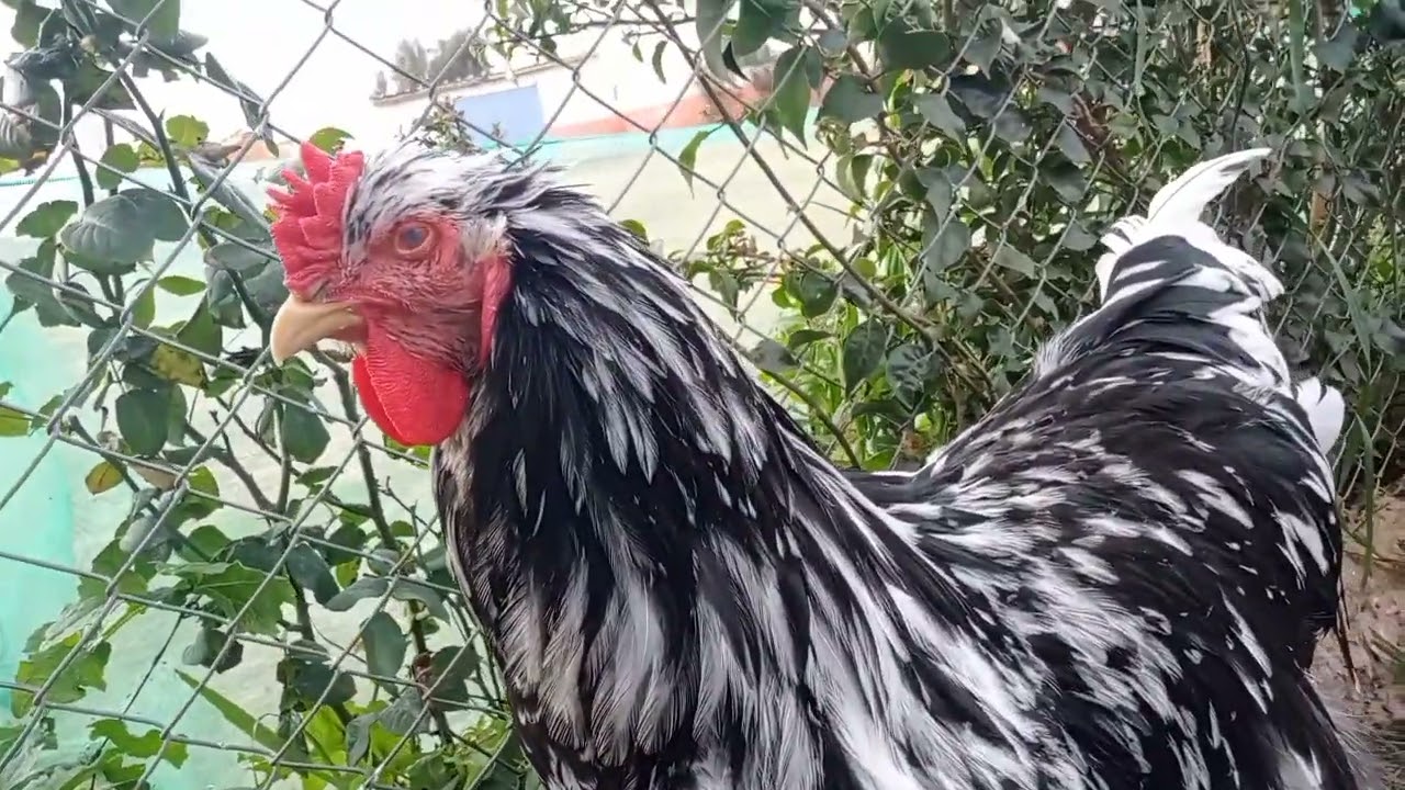 دجاج البراهما التركي عند نبيل هلال نواحي راس العين الشاوية اقليم سطات للتواصل 0661915973