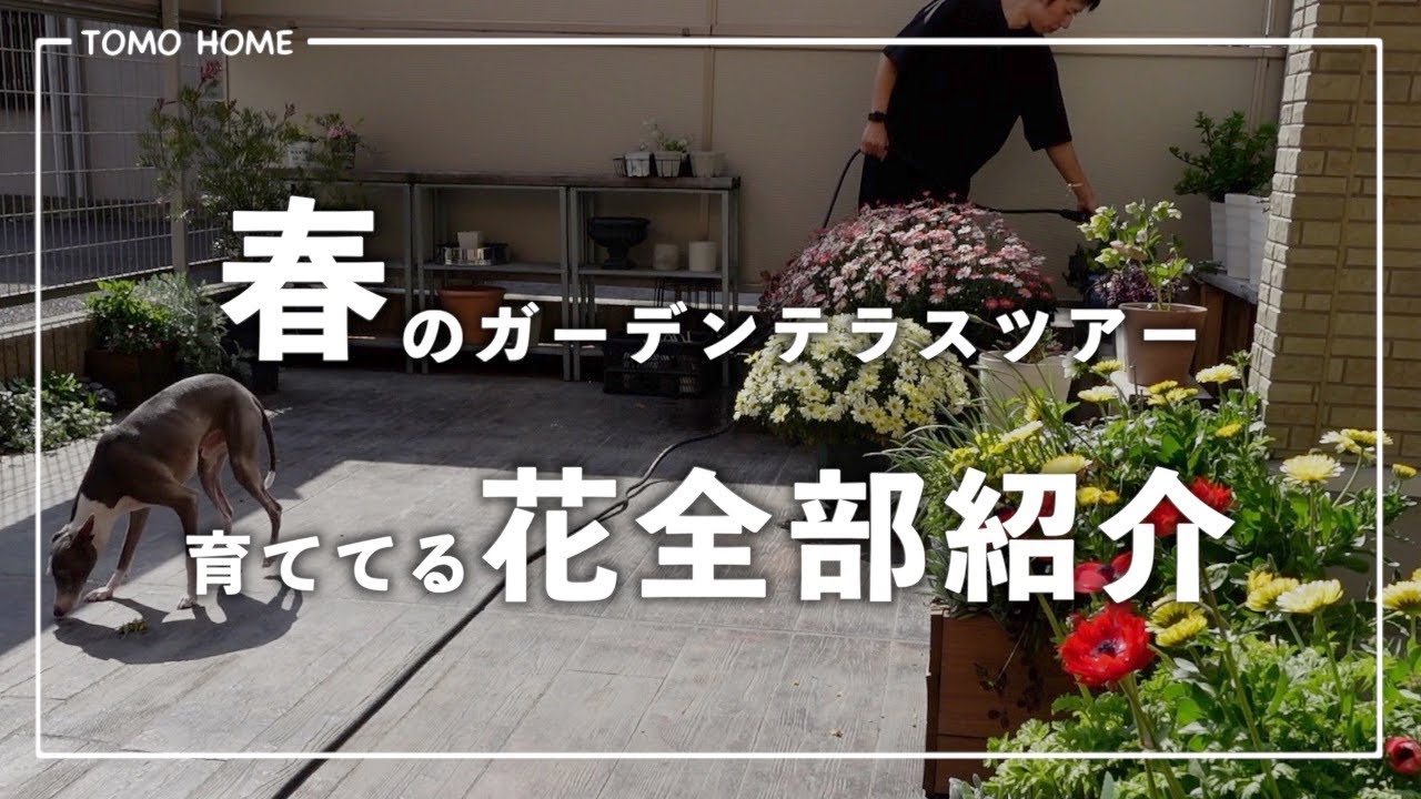 【半日陰でも満開！】育てているお花全部紹介【成長記録】
