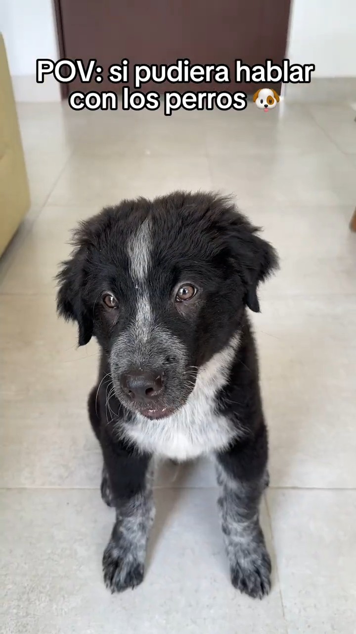 Mi perro puede hablar ?️?