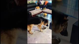 Bruno lunch germanshepherd gsdlovers shortvideo viral