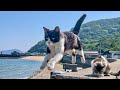 Lle aux chats au japon o il y a plus de chats que dhabitants qui peuvent voir des chats volants