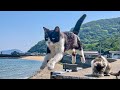 可愛すぎる！人懐っこい猫が暮らす癒しの猫島で1泊2日のひとり旅【飛び猫】香川県佐柳島