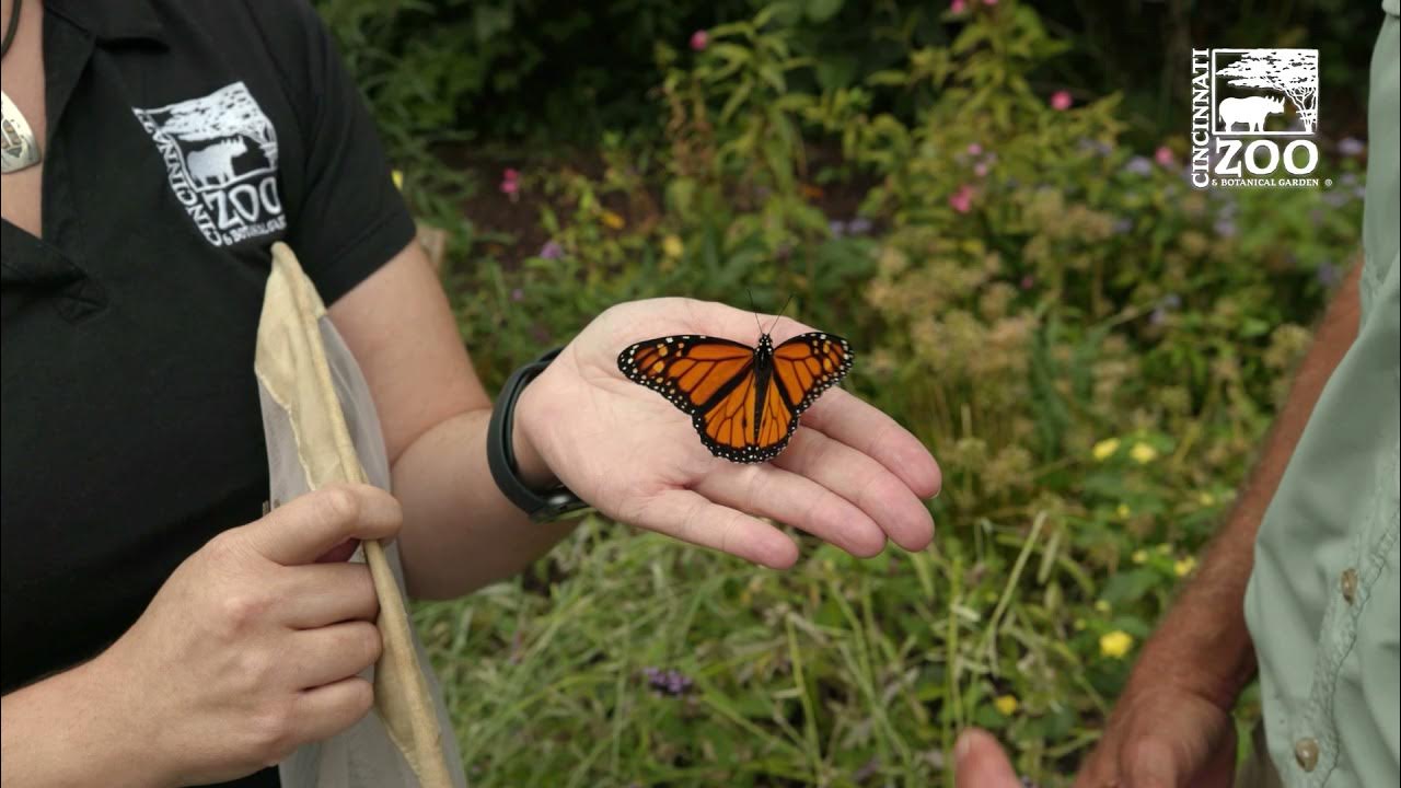 Monarch Butterfly  San Diego Zoo Animals & Plants