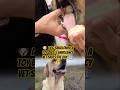 🐶 Dog Swallowed a Toy Ball! | Emergency Vet Saves the Day #DogRescue #VetDoctor #DogEmergency