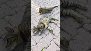 Cute tabby cats #trendingvideo #prettyfunny #like #share #subscribe