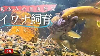 【真夏の自由研究】イワナ飼育を始める方へ