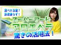 【アロエベラ】食べれる薬❓医者いらずスーパーフードの驚きの活用法を徹底解説