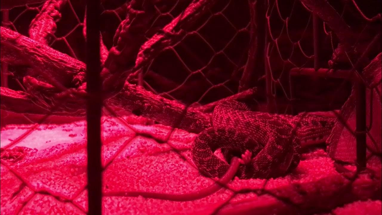 Snake Digesting video - YouTube