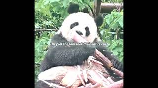 Pandas’ Strange Rule For Sheltering From Rain# #usa #animals #nature #panda #cute#fyp