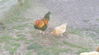 Wheaten Maran Rooster with Chickens Pecking Grass Antler Hill Village Farmyard Biltmore