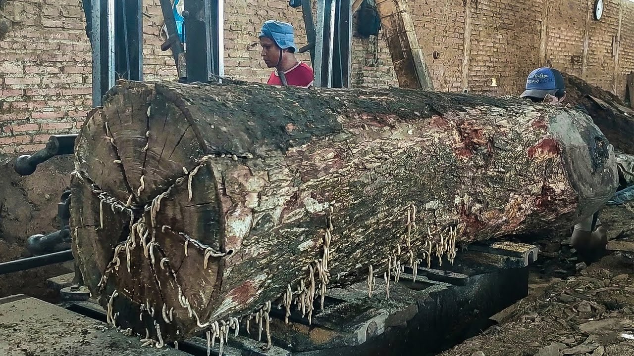 Extreme Sawmill Work Battling a Giant Trembesi Log Without Protection ...