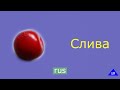 Слива на русском. Plum in Russian.