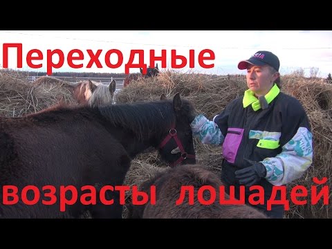 Вопрос: Как узнать возраст лошади по ее зубам?